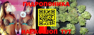 индика Кингисепп